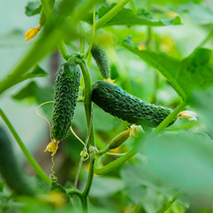 varieties gherkin